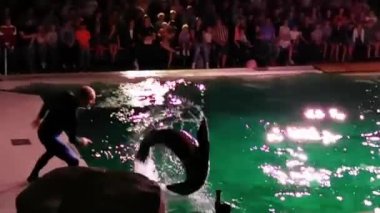Hollanda, Dierenpark 'ta seyircilerle birlikte deniz aslanı gösterisi, eğitimli deniz hayvanlarıyla performans, 29 Ağustos, 2019