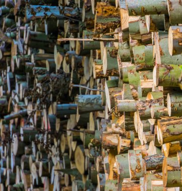 Birikmiş ağaç kütükleri, kesilmiş ağaç gövdeleri, keresteli odun desenleri.