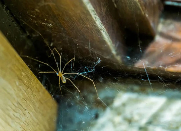 Papi piernas largas araña en su tela, casa común araña, especie caníbal cuando la comida es miedo — Foto de Stock