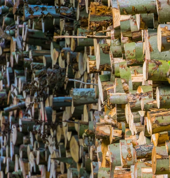Accumulated tree logs, big pile of cut tree trunks, pattern of lumbered fire wood — Stock Image Accumulated tree logs, big pile of cut tree trunks, pattern of lumbered fire wood Stock Picture