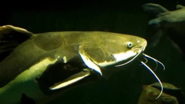 Amerika 'nın Amazon havzasından yüzen kırmızı kuyruklu yayın balığının yakın çekimi.