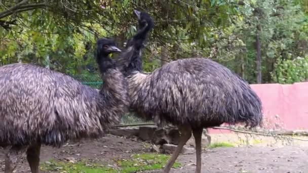 Casal Emus Juntos Close Espécie Pássaro Sem Voo Popular Austrália — Vídeo de Stock