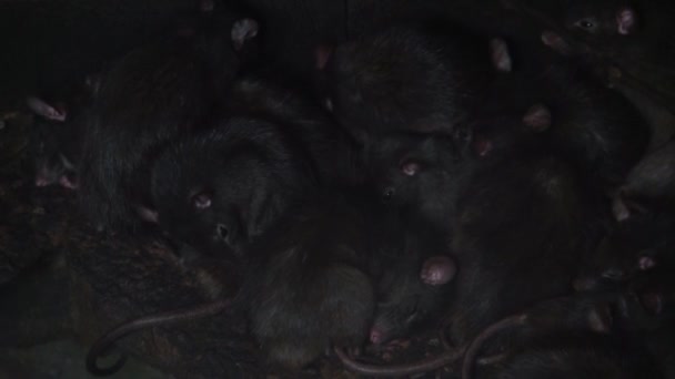 Familie Van Zwarte Ratten Samen Invasieve Soort Dierenplagen Knaagdieren Uit — Stockvideo