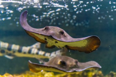 Atlantik Okyanusu 'ndan popüler tropikal balık türü olan su altında yüzen sıradan bir vatoz vatozunun ön çekimi.