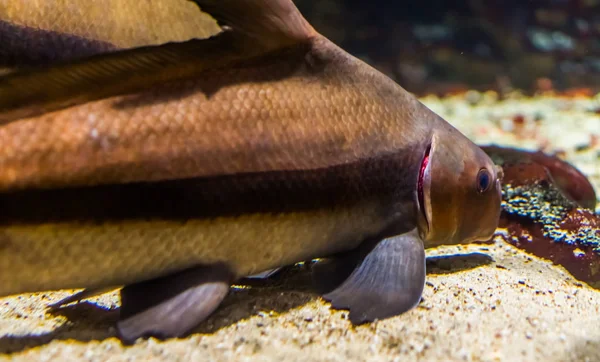 Closeup of a chinese high fin banded shark, popular tropical freshwater fish specie from the yangtze river basin of Asia — Stock Photo, Image