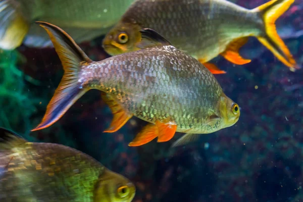 Close-up retrato uma farpa de folha de alumínio, popular aquário tropical animal de estimação na aquicultura, espécie de peixe exótico da Ásia — Fotografia de Stock