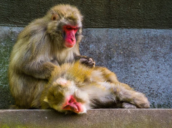 Comportamiento típico de primate social, pareja macaco japonés aseo, monos tropicales de Japón — Foto de Stock