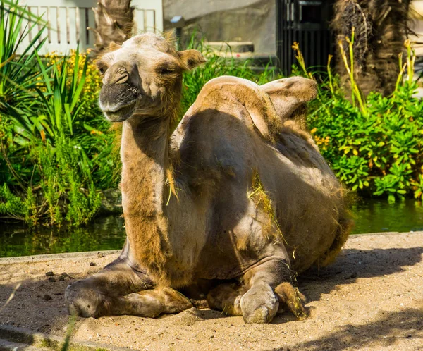 Bakteryjny wielbłąd z łysieniem, zwierzę z wypadaniem włosów, popularne zwierzę z zoo — Zdjęcie stockowe