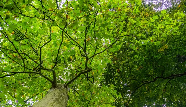 Vista do céu de uma árvore de bordo com folhas verdes, espécie de planta floração comum, fundo da natureza — Fotografia de Stock