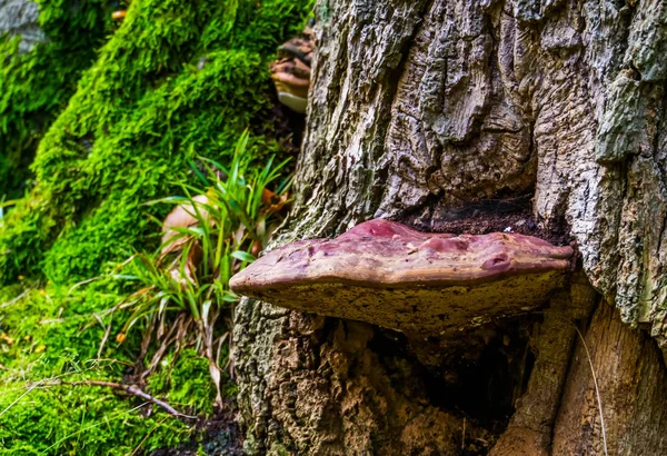 Primer plano de un hongo de carne de res que crece en un árbol, hongo común y comestible, especie de hongos de Europa y Gran Bretaña Imagen De Stock