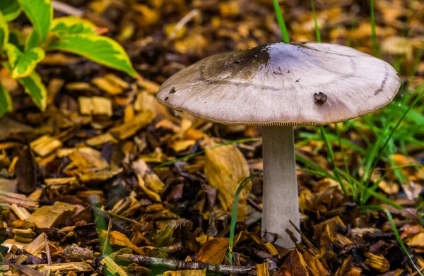 강남콩 과 식물성 버섯 종 (brittlegill mushroom specie), 침엽수가 많은 우드랜드 에서 늦여름 과 가을에 볼 수있는 균 류 — 스톡 사진