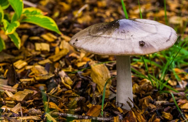 ブリットルギルキノコ種、真夏と秋の間に針葉樹林に見られるFungi — ストック写真