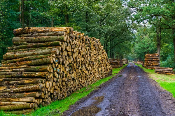 Big piles of cut tree trunks with a muddy forest road in the liesbos of Breda, the Netherlands — Stock Image Big piles of cut tree trunks with a muddy forest road in the liesbos of Breda, the Netherlands Stock Image