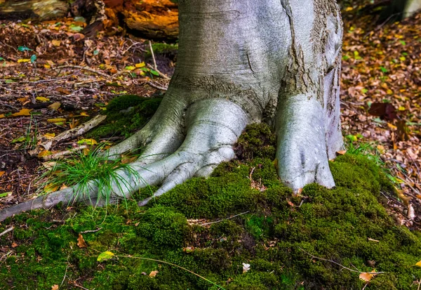 Cerrar op un tronco de árbol gris con raíces firmes y cubierta de musgo verde, fondo de la naturaleza, liesbos, Breda, Los Países Bajos Imágenes De Stock Sin Royalties Gratis