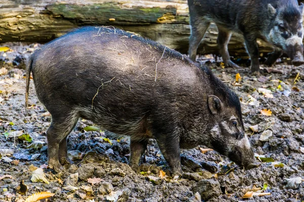 Visayan warty pig in close seup, wild tropical boar, Critically endangered animal specie from the philippines — Photo