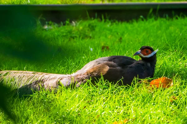 Ritratto di un fagiano dalle orecchie marroni, Uccello tropicale dalla Cina in Asia, Specie animale vulnerabile — Foto Stock