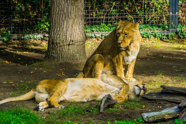 Θηλυκό ζευγάρι ασιατικών λιονταριών μαζί, άγριες τροπικές γάτες, απειλούμενα είδη ζώων από την Ασία — Φωτογραφία Αρχείου