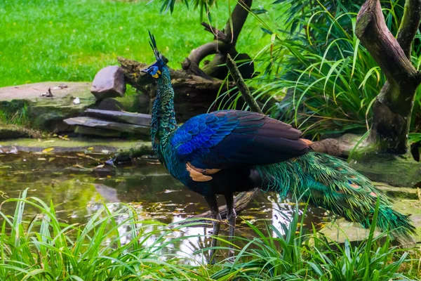 Павич з зеленої яви стоїть біля води, прекрасний барвистий птах з Яви в Індонезії, тропічні звірячі цятки. — стокове фото