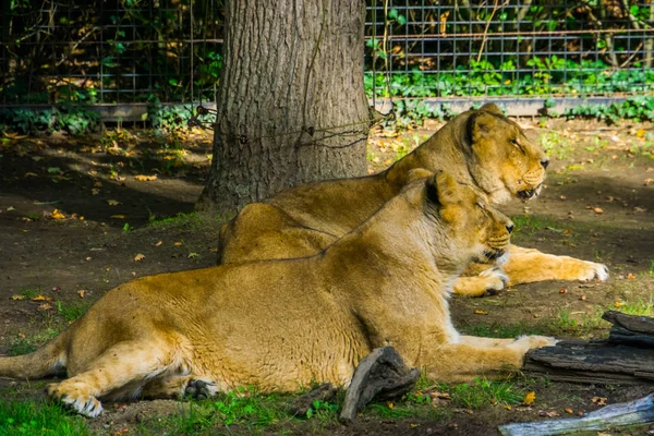 Femme couple de lions asiatiques couché ensemble sur le sol, chats tropicaux sauvages — Photo