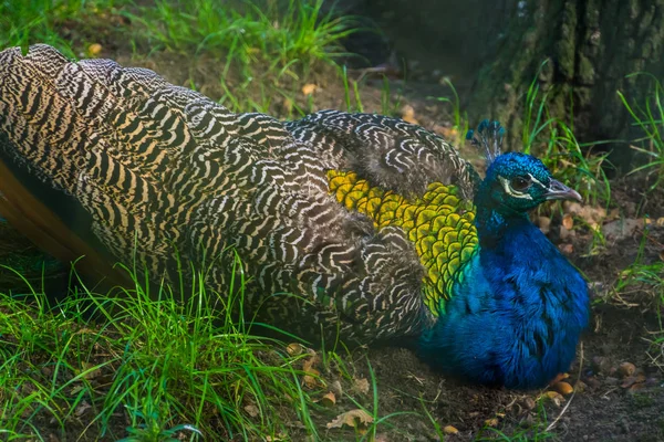 Retrato de cerca de un búho real indio azul, pavo real ornamental colorido, especie de ave tropical de Asia — Foto de Stock