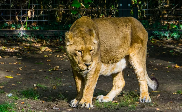 Primer plano de una leona asiática caminando. gato tropical salvaje, especie animal en peligro de extinción de Asia — Foto de Stock