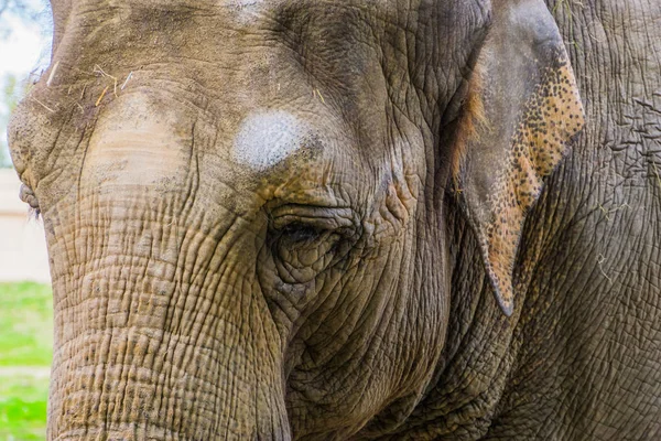 Closeup of the face of a asian elephant, beautiful portrait of a endangered animal specie from Asia — Stock Photo, Image