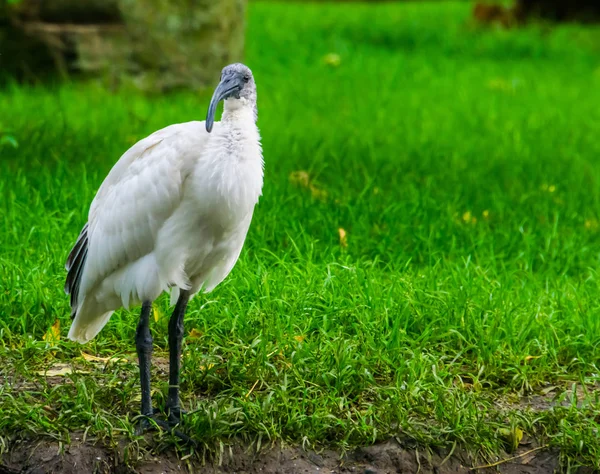 인도네시아 출신의 새들이 거의 위협을 받고 있는, 머리가 검은 색으로 칠 해진 동양의 흰색 IBIS 의 근접 사진 — 스톡 사진
