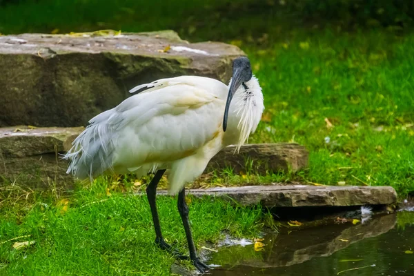인도네시아 출신의 새들 이 위협을 받고 있는 것같은, 머리가 검은 색으로 칠 해진 동양 흰색 IBIS 의사 진 — 스톡 사진