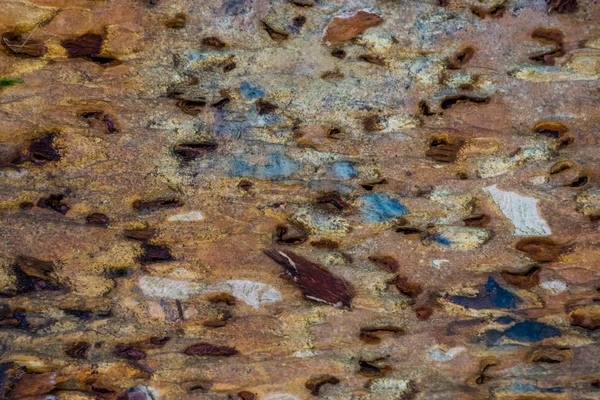 Detailní záběr rozkládajícího se dřeva, kmene stromu, který sežrali termiti, přirozené trávení mrtvého stromu — Stock fotografie