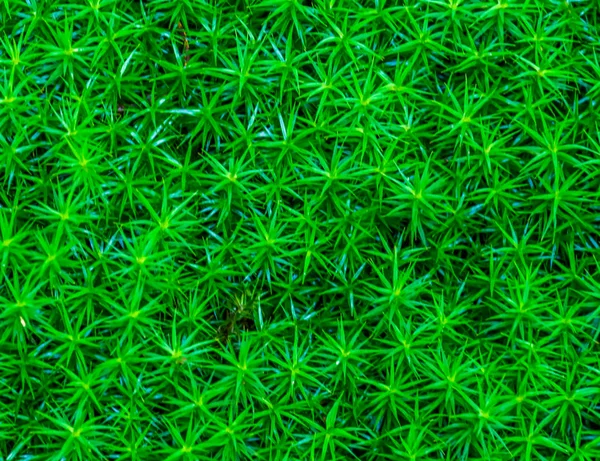 Musgo de cabelo comum em macro closeup, folhas em forma de estrela, espécie de planta selvagem cosmopolita — Fotografia de Stock