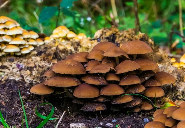 유럽에서 자생하는 일반 균 류인 밤색 브릿 틀 줄기 버섯이 떼지어 있는 모습 — 스톡 사진