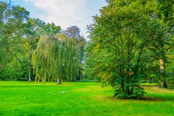 grass area with beautiful trees in the liesbos forest of breda, The Netherlands, green meadow in the woods