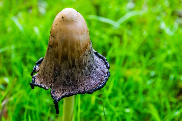 Nahaufnahme der geöffneten Kappe eines struppigen Mähnenpilzes, Pilzart aus Europa und Amerika — Stockfoto