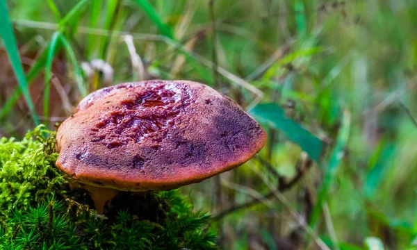 Крупный план грибов из говядины, обычных и съедобных грибов, грибов из Европы и англичан — стоковое фото