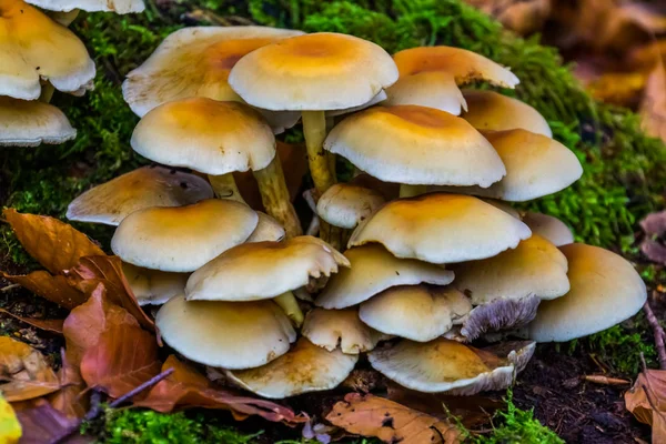 유럽에서 흔히 볼 수있는 진균류인 밤색 브릿 틀 줄기 버섯을 클로즈업하는 모습 — 스톡 사진