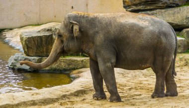 Asya filinin yakın plan portresi Asya 'dan nesli tükenmekte olan hayvan türü.