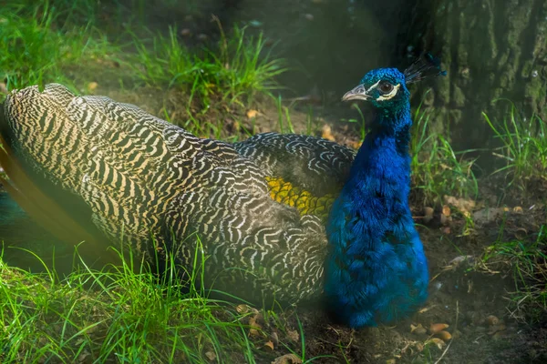 Синій індійський павич у гарнітурі, барвистий орнаментальний птах, тропічні пташині цятки з Азії. — стокове фото