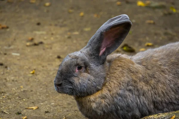 Close-up van een bruin Europees konijn, populair gedomesticeerd konijn soort — Stockfoto