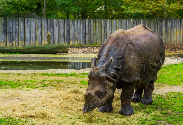 Grande rinoceronte indiano comendo comida, Dieta de um rinoceronte, espécie animal vulnerável da Índia — Fotografia de Stock