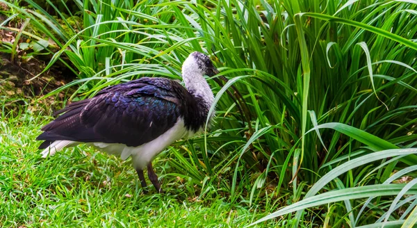 Portrait d'un ibis au cou de paille debout dans l'herbe, espèce d'oiseau tropical d'Australie et d'Indonésie — Photo