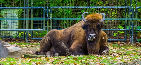 Gros plan d'un bison européen couché dans le pâturage et mâchant, espèce animale vulnérable d'Europe — Photo