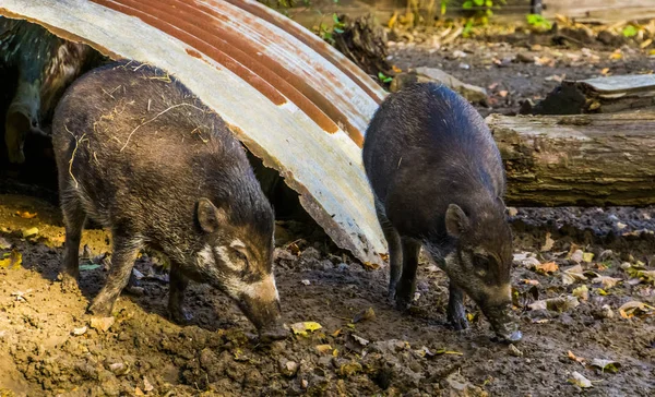 Visayan vårtsvin par tillsammans i lera, tropiska vildsvin, kritiskt utrotningshotade djurart från Filippinerna — Stockfoto