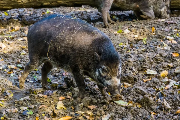 Potret closeup babi warty visayan, babi hutan, kritis terancam punah hewan spesies dari pinus philippine — Stok Foto