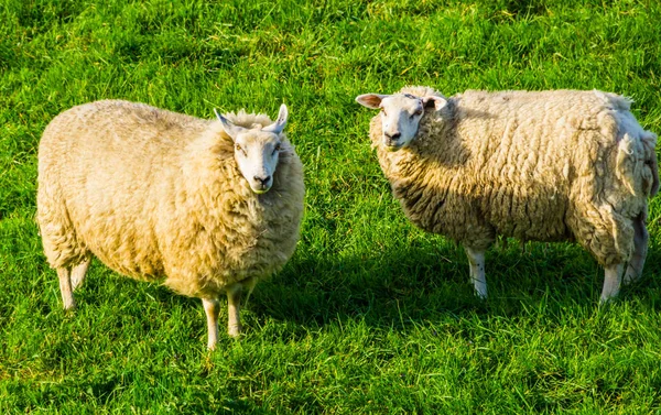 Nederländska tamfår par står tillsammans i gräset betesmark, populär djurart i jordbruket — Stockfoto