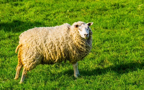Porträtt av en inhemsk holländsk får stående i gräset betesmark, populär jordbruksdjur — Stockfoto