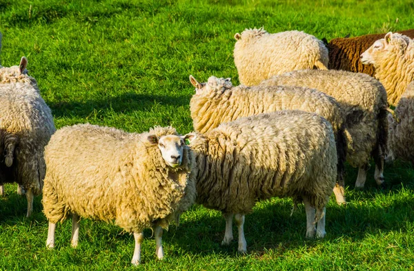 Grupp holländska får med tomma öronmärken står i gräset betesmark, populära jordbruksdjur — Stockfoto