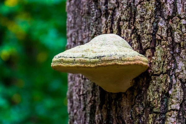 Nahaufnahme eines falschen Zinkenhufpilzes, der auf einem Baumstamm wächst, Pilzart aus Eurasien — Stockfoto