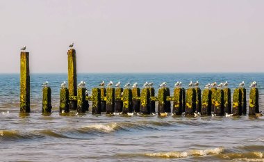 Okyanustaki dalga kırıcı kutuplarda birçok martı, Domburg, Zeeland, Hollanda plajları