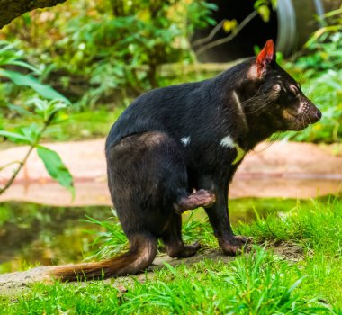 closeup portrait of a tasmanian devil, Endangered animal specie from Tasmania in Australia clipart