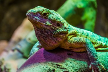 Sakallı ejderha kertenkelesinin yüzüne yakın çekim, tropikal sürüngen türü, herpetokültürdeki popüler akvaryum hayvanı